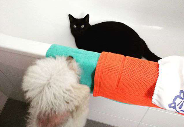cat