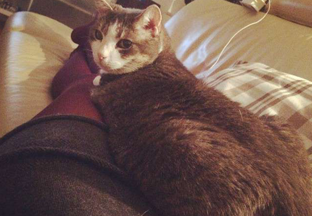 cat